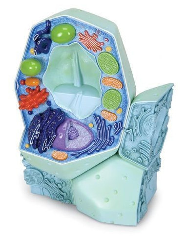 Biljna stanica - model