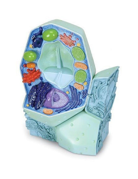 Biljna stanica - model