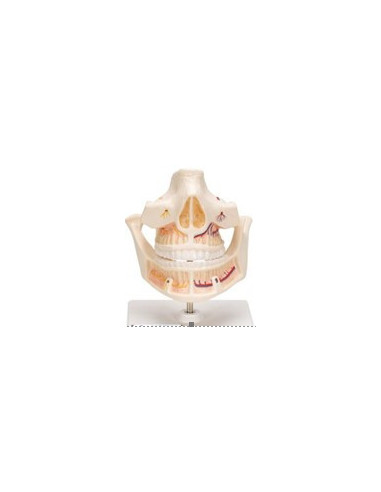 Model gornje i donje čeljusti sa živcima i korijenima zuba