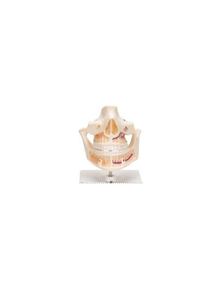 Model gornje i donje čeljusti sa živcima i korijenima zuba