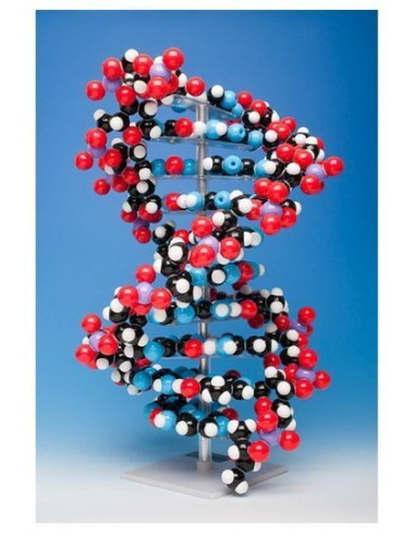DNA (10 para baza)