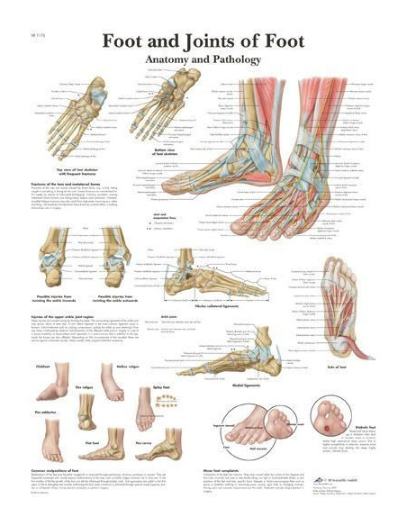 Stopalo i gležanj (1176)
