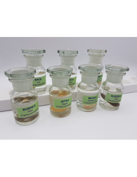 Trajni preparati u formalinu