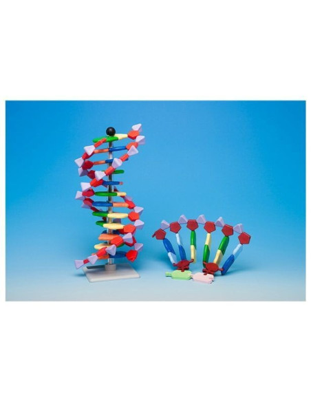 RNA 12 jednostruki lanac