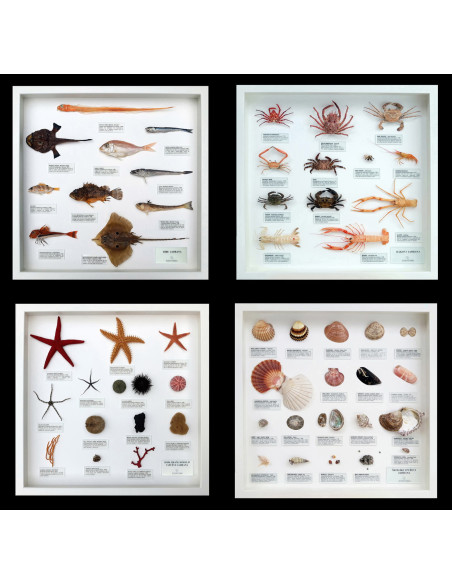 Fauna jadranskog podmorja, komplet malih zbirki