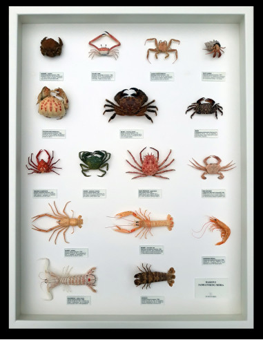 Zidna zbirka jadranskih rakova, velika