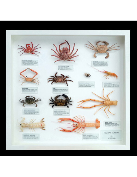 Zidna zbirka jadranskih rakova, mala