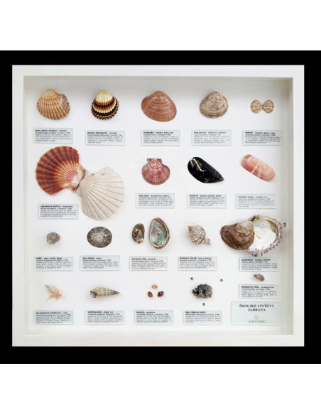 Zidna zbirka jadranskih školjaka i puževa, mala