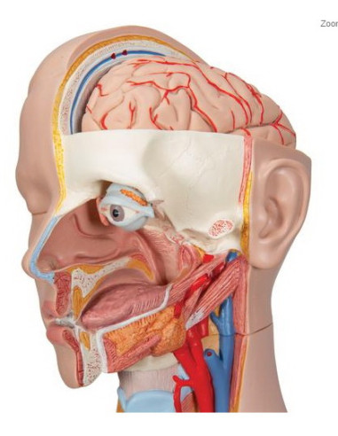 Torzo otvoreni vrat i leđa, 18 dijelova