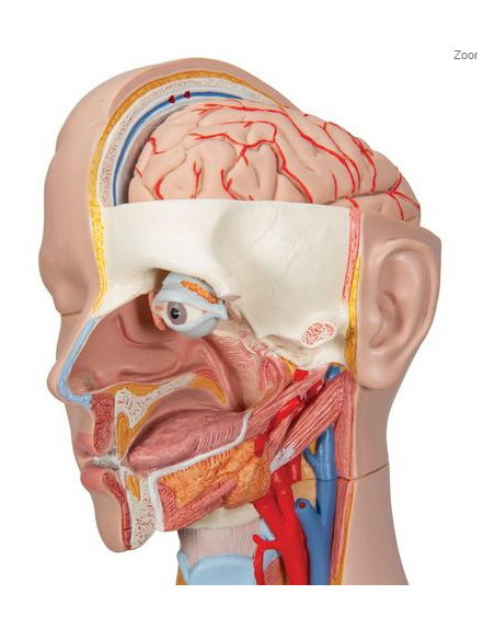 Torzo otvoreni vrat i leđa, 18 dijelova