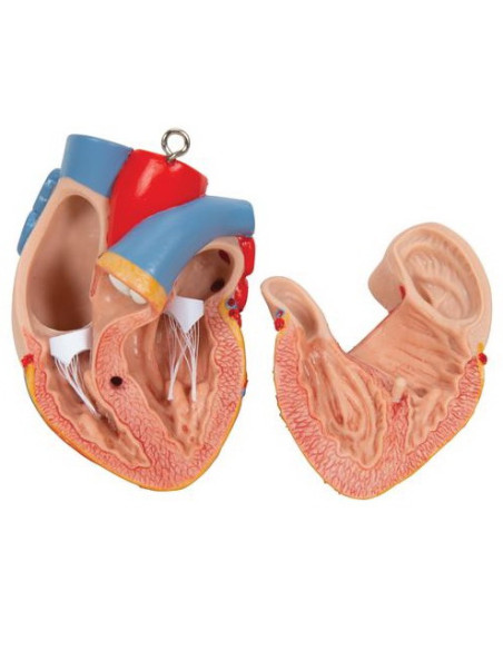 Torzo otvoreni vrat i leđa, 18 dijelova