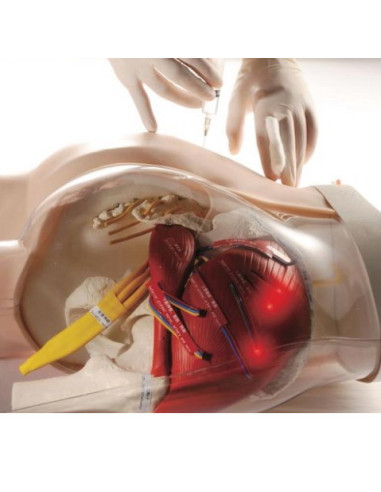 Simulator za I.M. injektiranje 2u1
