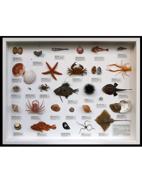 Fauna jadranskog podmorja, velika