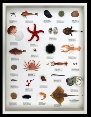 Fauna jadranskog podmorja, velika