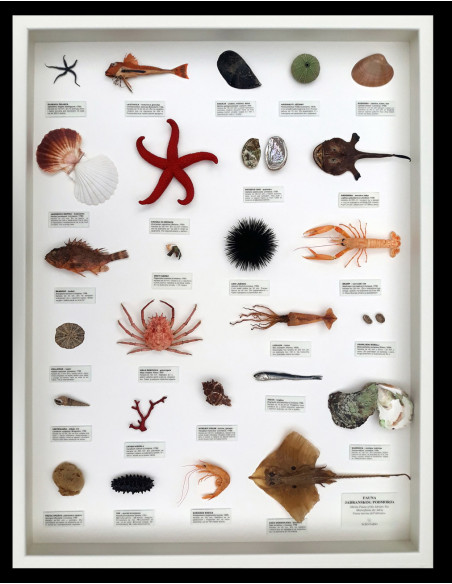 Fauna jadranskog podmorja, velika