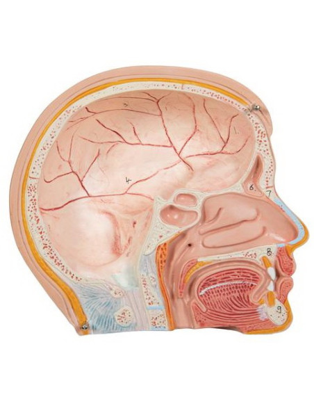 Torzo mini 12 dijelova