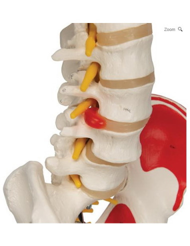 Kostur sa mišićima i ligamentima