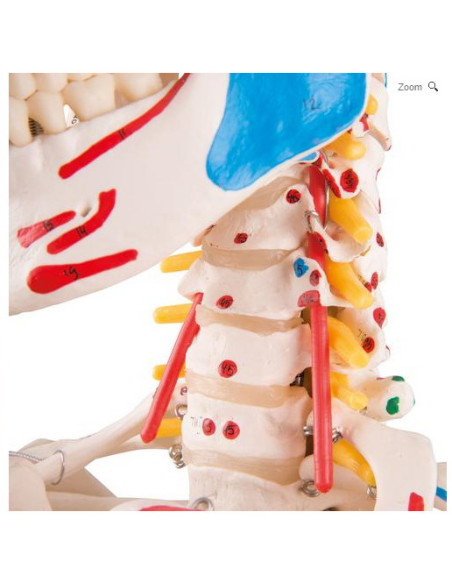 Kostur fleksibilan deluxe 2