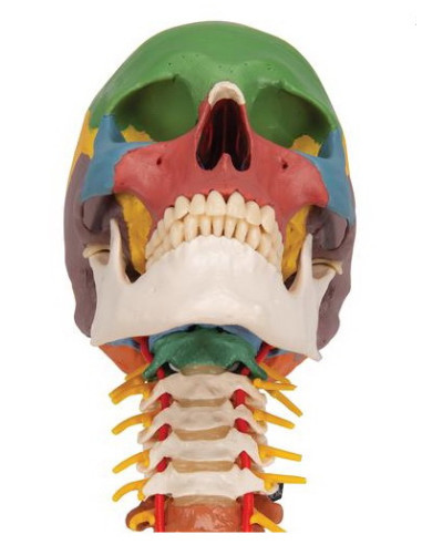 Lubanja didaktička 4 dijela