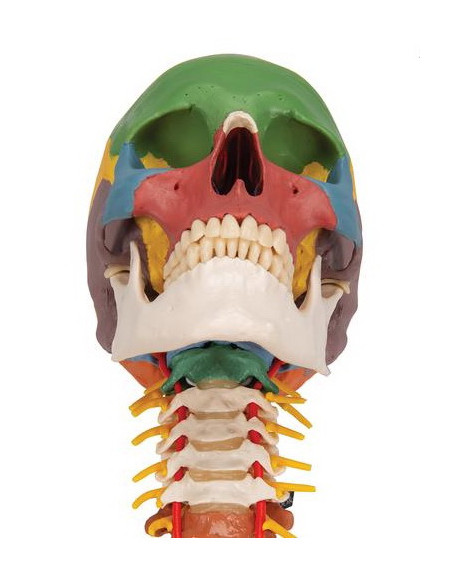 Lubanja didaktička 4 dijela