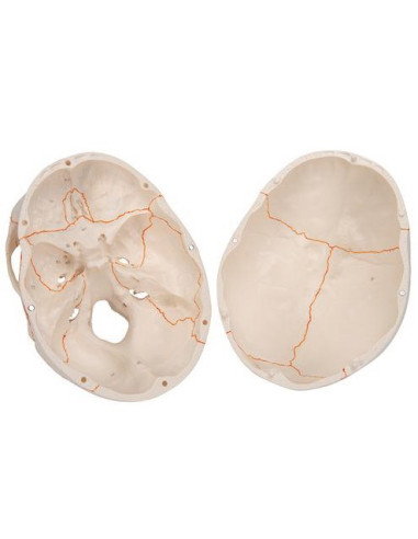 Lubanja numerirana, 3 dijela