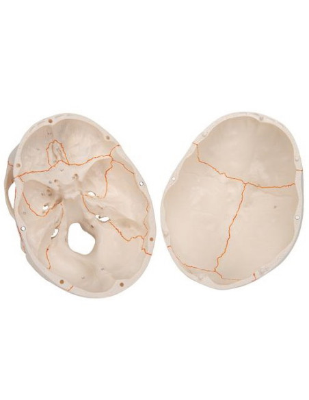 Lubanja numerirana, 3 dijela