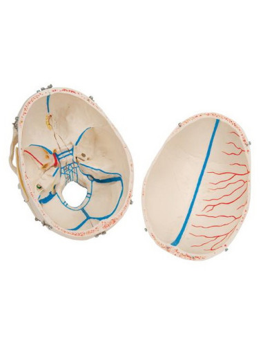 Lubanja deluxe 10 dijelova