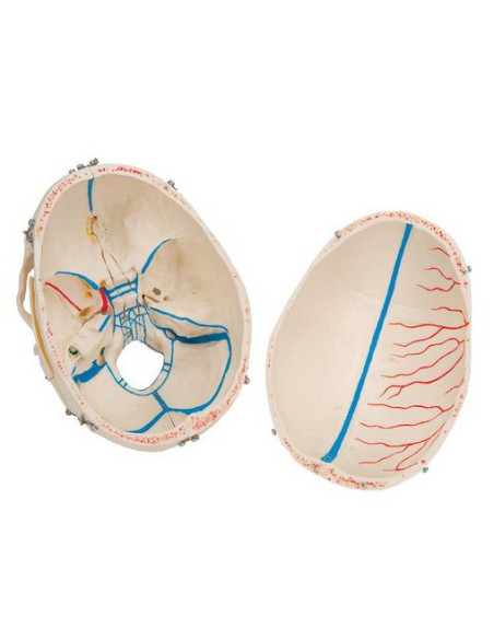 Lubanja deluxe 10 dijelova