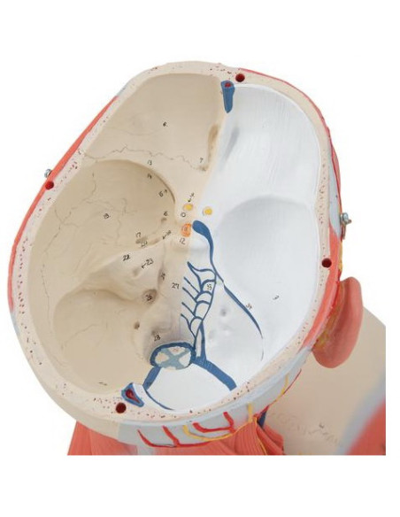 Muskulatura glave i vrata