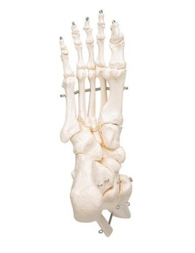 Kosti stopala i gležnja