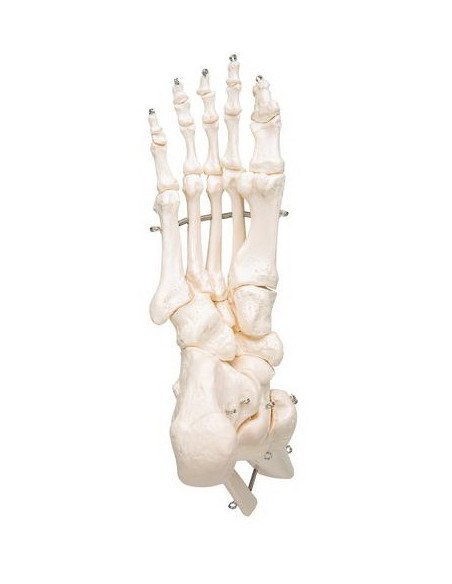 Kosti stopala i gležnja