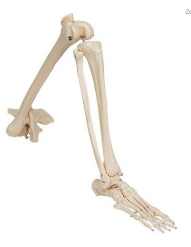 Kosti noge sa kukom