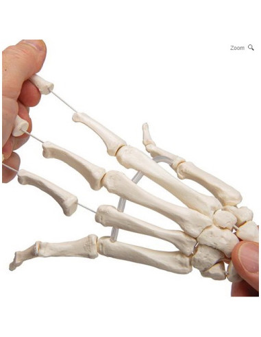 Kosti ruke - podlaktica