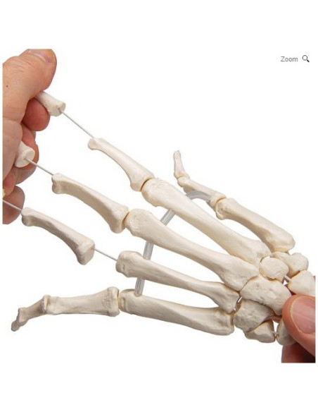 Kosti ruke - podlaktica