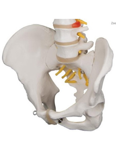 Kralježnica fleksibilna klasik