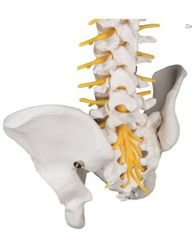 Kralježnica fleksi deluxe