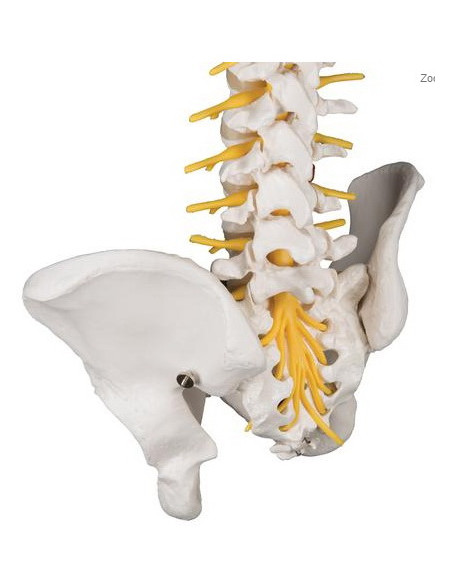 Kralježnica fleksi deluxe