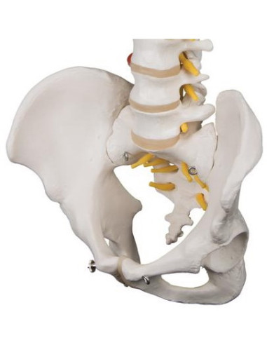 Kralježnica ekstra fleksibilna