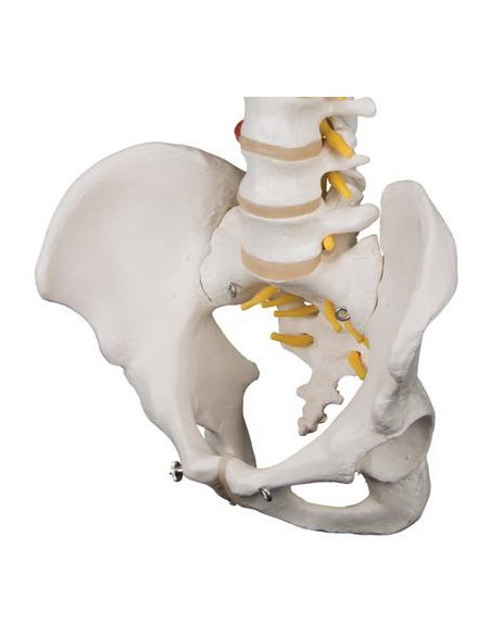 Kralježnica ekstra fleksibilna