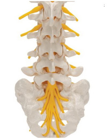 Lumbalna kralježnica
