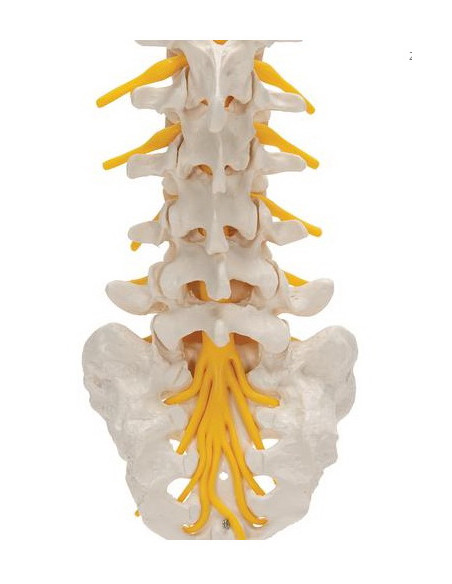 Lumbalna kralježnica