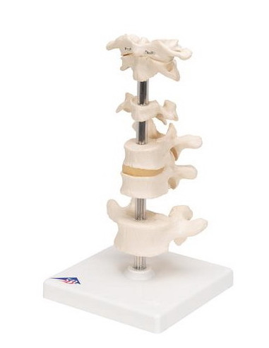 Set kralješaka na stalku