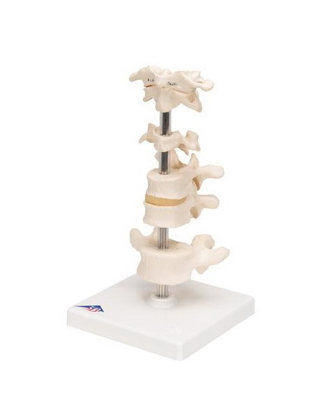 Set kralješaka na stalku