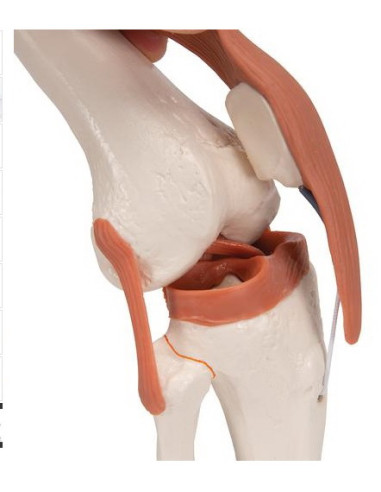 Zglob koljena, funkcionalni s ligamentima