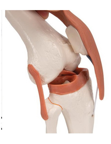 Zglob koljena, funkcionalni s ligamentima