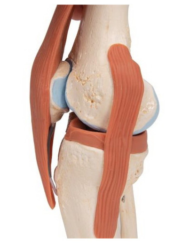 Zglob koljena, funkcionalni s ligamentima i hrskavicom