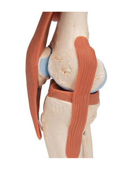 Zglob koljena, funkcionalni s ligamentima i hrskavicom