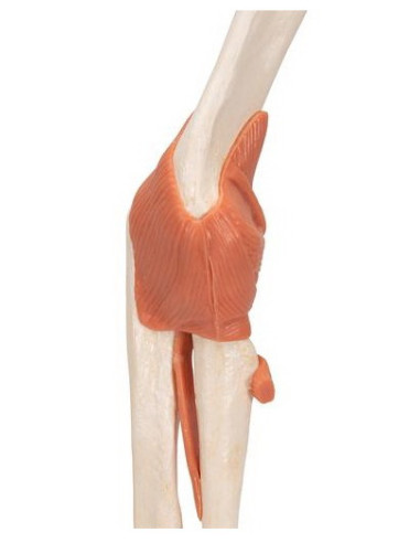 Zglob lakta s ligamentima i hrskavicom