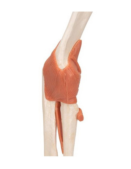 Zglob lakta s ligamentima i hrskavicom
