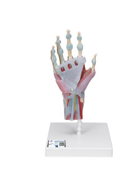 Ruka - kostur ligamenti + mišići